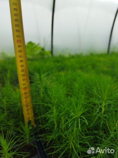 Посадочный материал сосна и ель (окс,зкс)