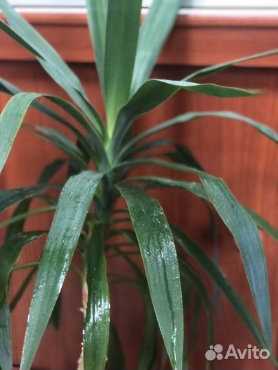 Пальма драцена