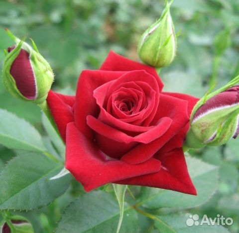 Роза Мирабель. Саженцы окс