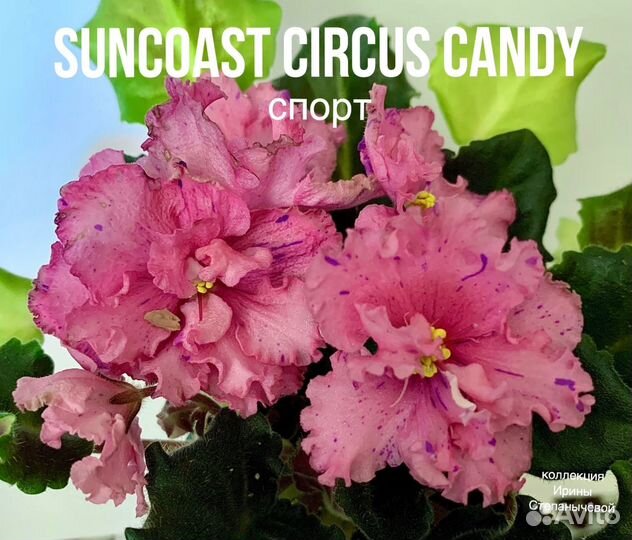 Фиалки лист