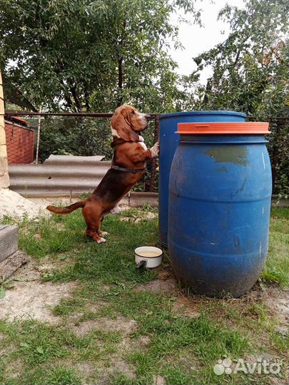 Бассет хаунд вязка