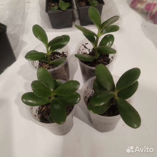 Крассула толстянка