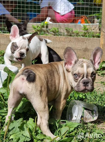 Французский бульдог