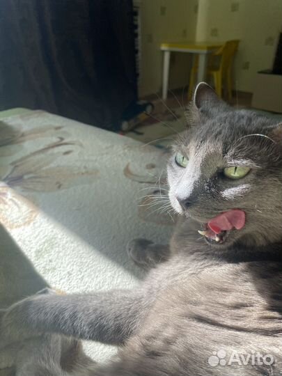 Кошечка Соня