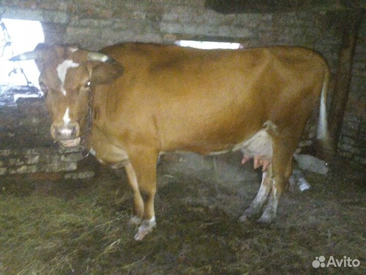 Корова стельная дойная
