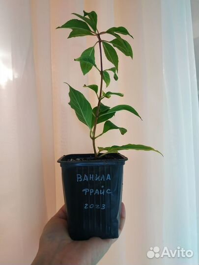 Метельчатые гортензии