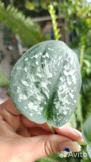 Сциндапсусы коллекционные