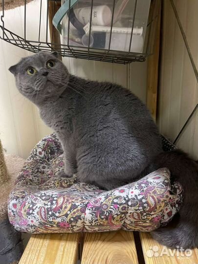 Шотландская вислоухая кошка бесплатно