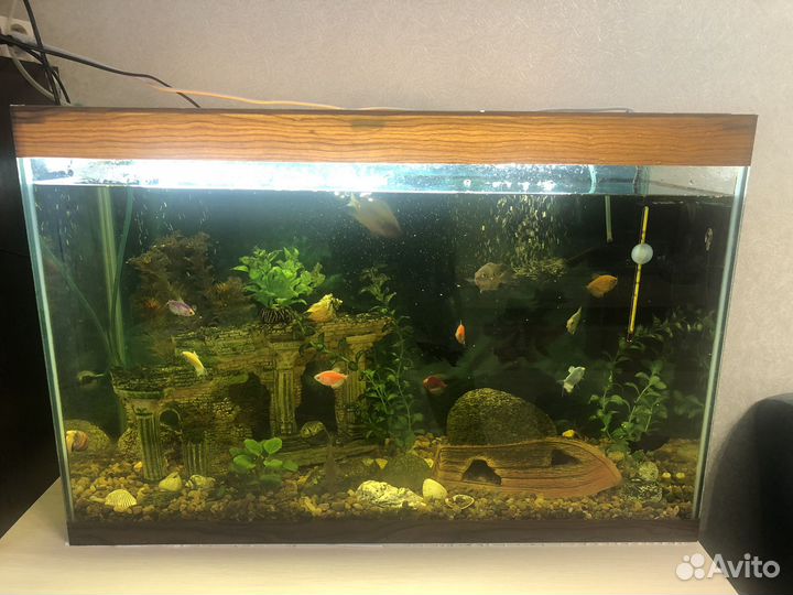 Аквариум с рыбками