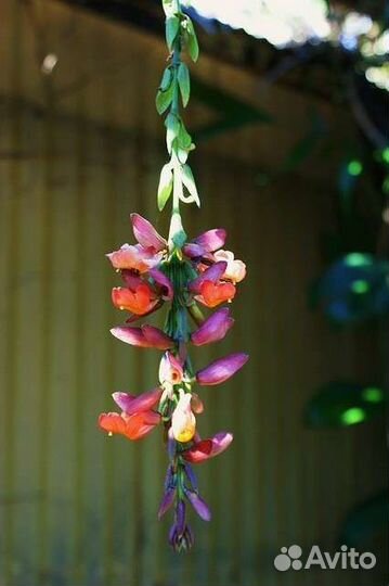 Тунбергия Coccinea