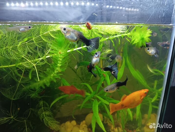 Креветки, роголистик, огненные гуппи