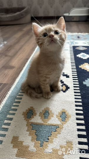 Прекрасные котята в добрые руки