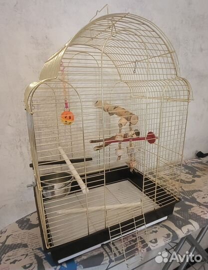 Клетка для попугая корелла