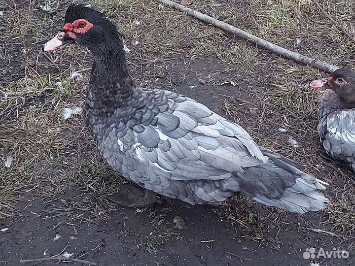 Селезни,Утки