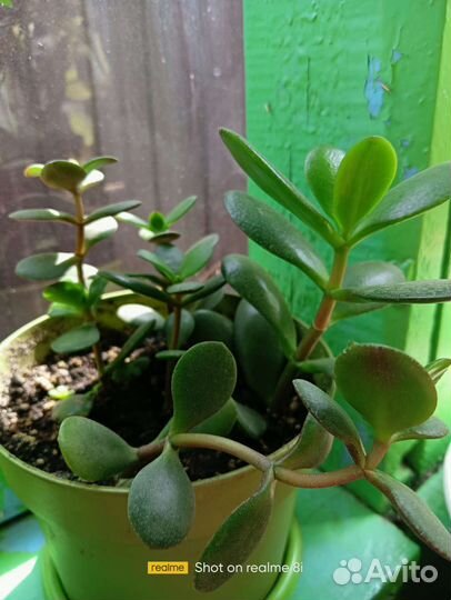 Толстянка (денежное дерево)