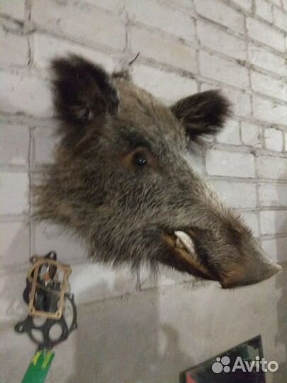 Чучело, голова кабана