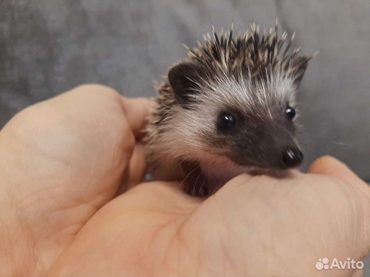 Африканский ежик