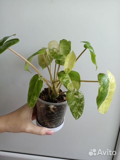 Филодендрон бурле макс вар,гигантум вар,сингониум