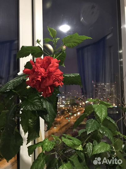 Гибискус китайская роза