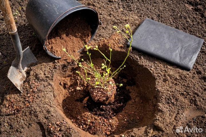 Торф под голубику