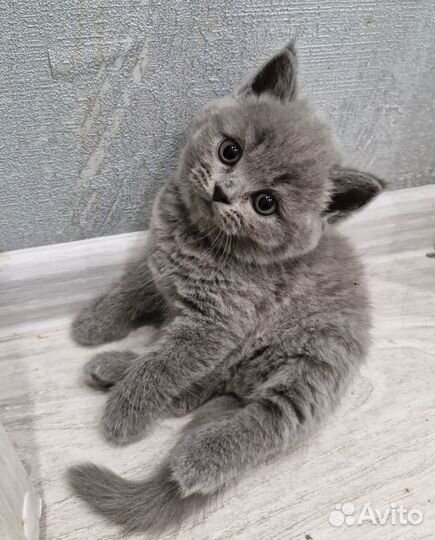 Британские котята
