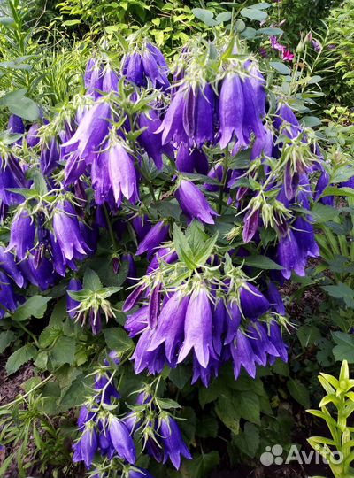 Продам многолетние цветы