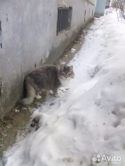 Кошечка ищет дом