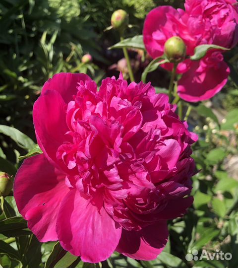 Пионы саженцы