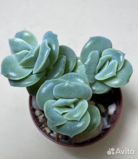 Граптоверия Лавли Роуз/Каланхоэ Тубифлора