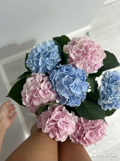 Гортензии на 8 марта