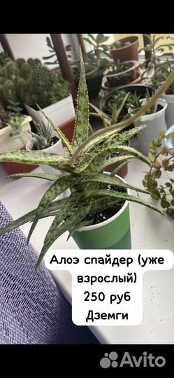 Суккуленты