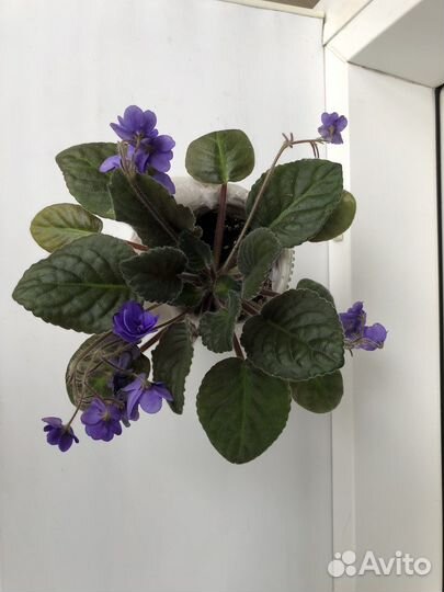 Фиалка цветущая