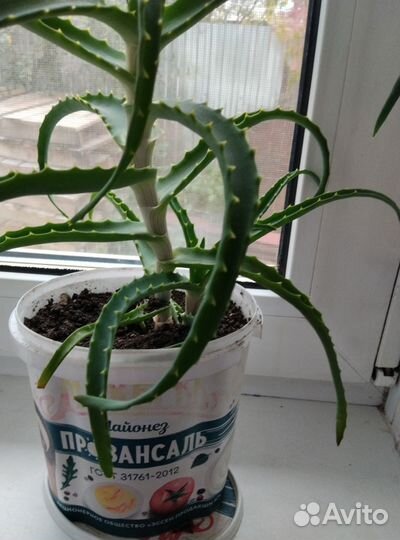 Алоэ лекарственное
