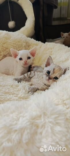 Котята девон-рекс