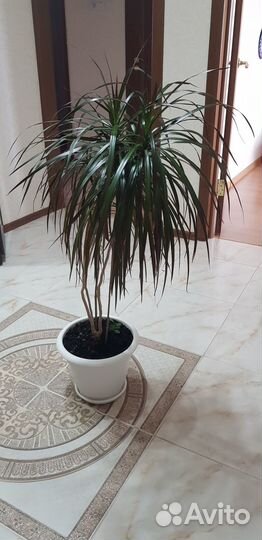 Комнатные цветы драцена