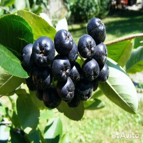 Черная рябина фото как выглядит