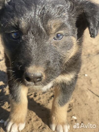 Собака в добрые руки щенок