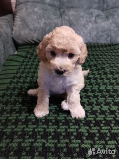 Продам щенка