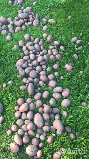 Домашние заготовки