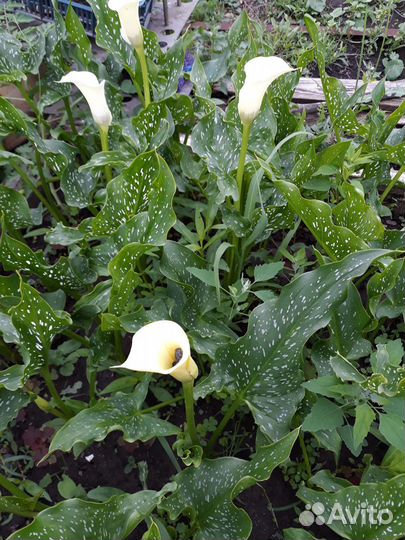 Цветы каллы