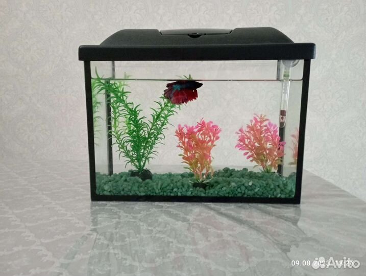 Аквариум с рыбкой