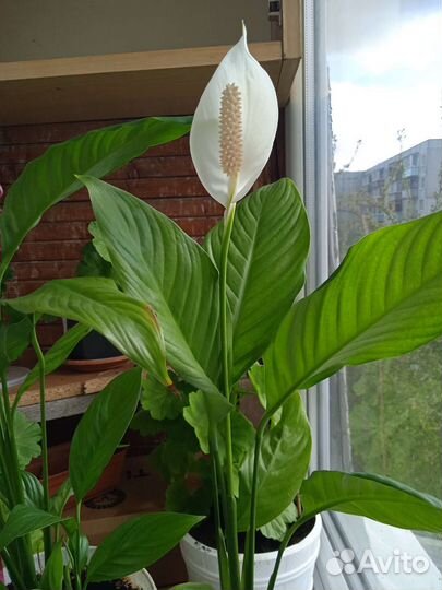Спатифиллум