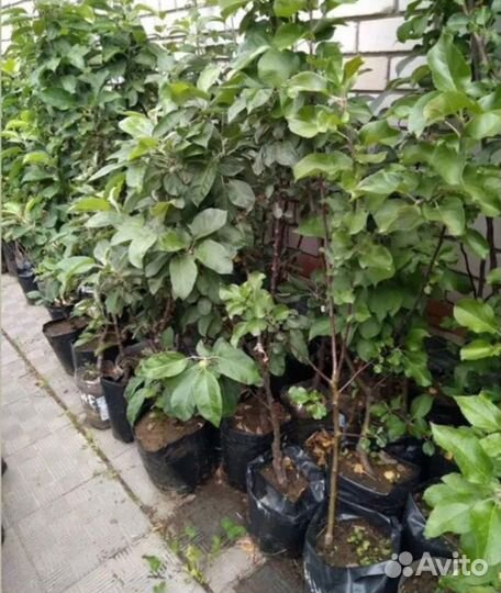 Саженцы плодово-ягодных и декоративных растений