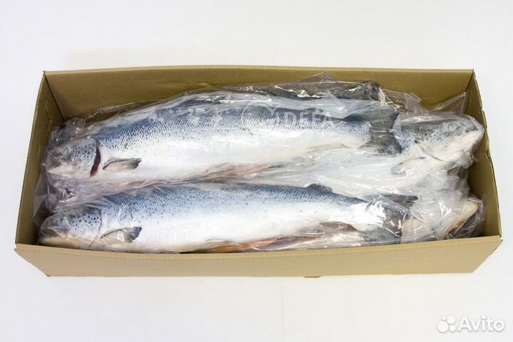 Семга (лосось) Чили (5-6кг)