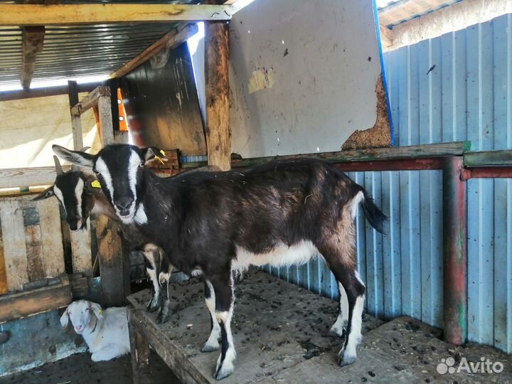 Коза нубийская, поросята венгерские
