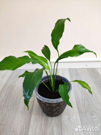 Спатифиллум