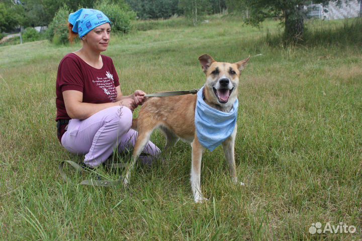 Добрая и ласковая собака оказалась в приюте