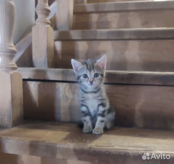Котята в добрые руки бесплатно