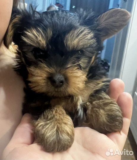 Йоркширский терьер мини