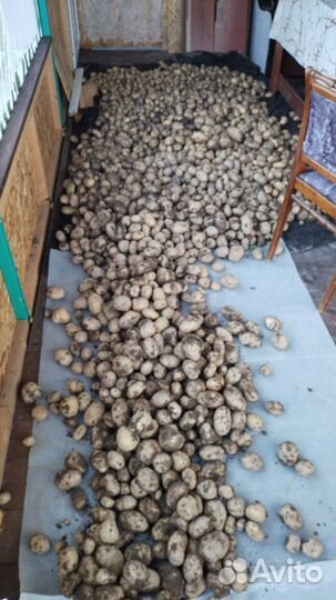 Семенной картофель